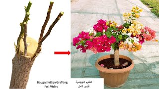 تطعيم الجهنمية من البداية للنهاية #bougainvillea