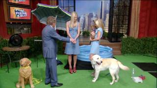 Hd Dog Pees & Poops Live On Tv - Regis & Kelly - Howard Sterns Wife Beth Ostroskys Retriever