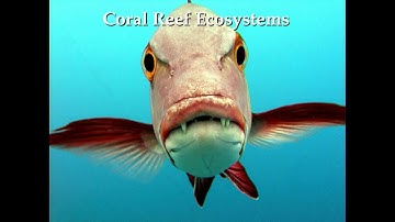 Fall 2017 Aquatic Academy - The Ocean and Climate Change - Session 3, Part 2