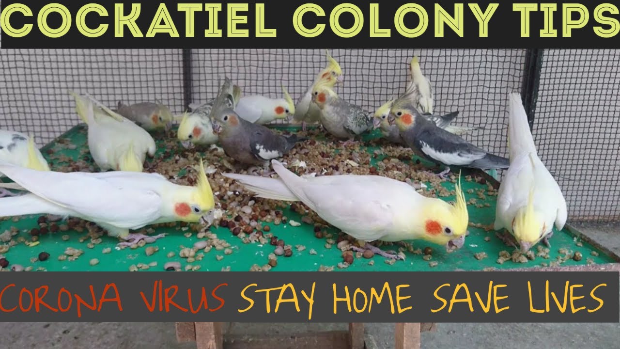 COCKATIEL COLONY TIPS