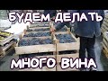 ФУД СИТИ. Купили 200 кг винограда Каберне. Будем делать МНОГО вина.