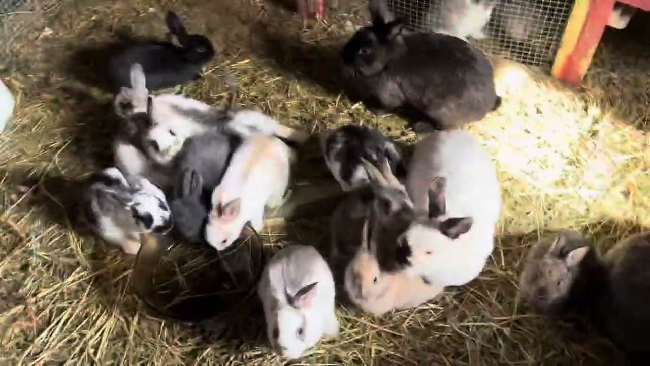 🐰🐇Happy Easter Everyone 🐣🐇