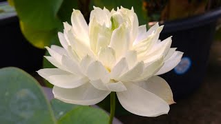 snow white lotus flower on full bloom || update video || my dreamgarden