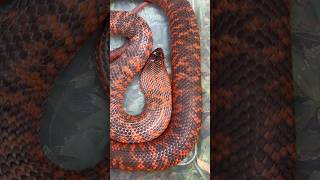 Australia’s prettiest snake?! The Collet’s Snake #venom #elapid #snake #australia #shorts #foryou