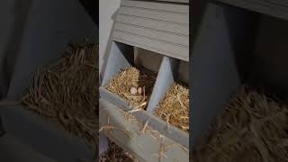 Its Going To Be An Eggcellent Day