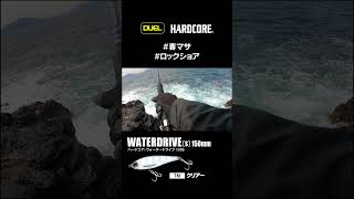 またもウォータードライブで春マサGET!! #ヒラマサ #春マサ #ロックショア #DUEL #ハードコア