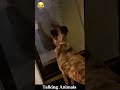 Talking Animals 😂 #funnyvideo #voiceover #petsoftiktok #lovedogs #funnytiktok #fyp #foryou #newyork