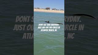 Thresher Shark off Atlantic Beach NC