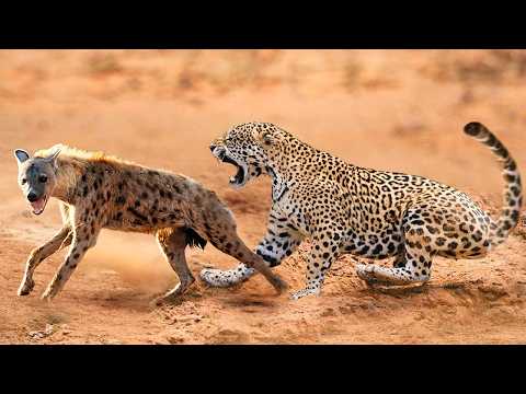 Видео: Невероятная Встреча Льва С Гиенами!!! Редкие Сражения Животных , Снятые на Камеру!