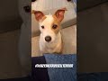 Pls share sum food? #dog #jackrussellterrier #dogshorts #cute #adorable #jrtlovers #jrt