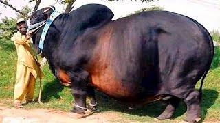 ১ টন ওজনের এই গরু গুলোকে দেখলে অজ্ঞান হয়ে যাবেন | 10 Biggest Bulls in the World | Science BD