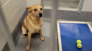 acs A668557 2
