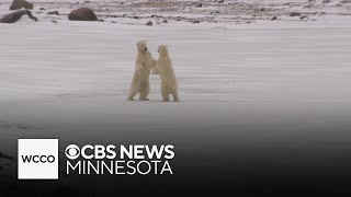Top polar bear outtakes from WCCO’s documentary “On The Edge”
