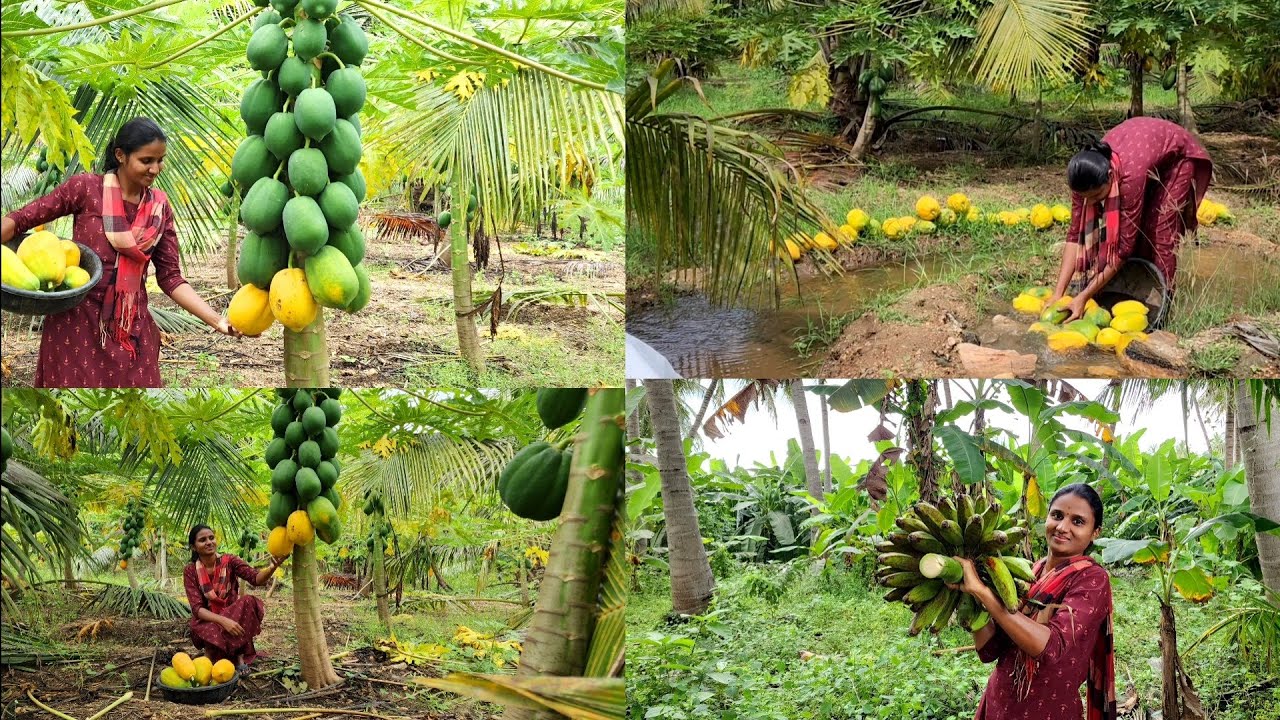 பப்பாளி அறுவடை|செவ்வாழை தோடத்துல தார் அறுவடை பண்றது கஷ்டம்தான்🤔|Farm fresh fruits harvesting
