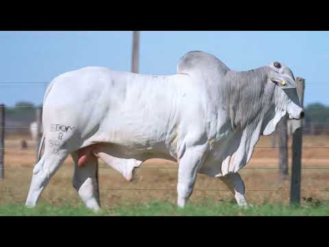 LOTE 89 - B 542