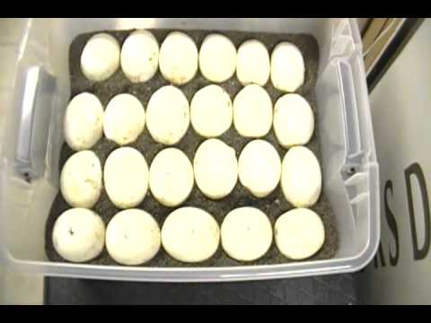 eggs florentine Platinum Tiger X Jampea Eggs