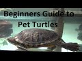 What you need to know about pet turtles!