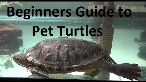 The Ultimate Guide to Perfect Turtle Care: Tank Setup, Lighting & More!