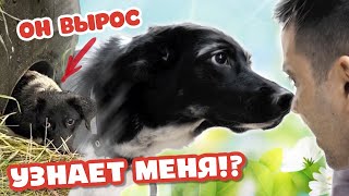 Каким он стал в семье? Щенок из трубы.