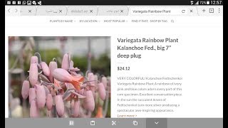 كيفية تكاثر نبتة الكالانشو فريغاتا رانبو variegata rainbow