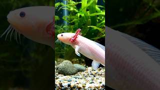 The Secret Life of Salamanders