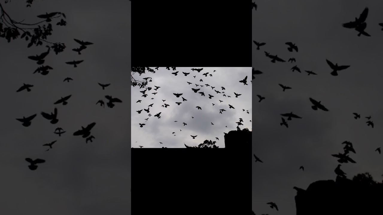 HUNDREDS OF BIRDS FALL DEAD FROM THE SKY😱 