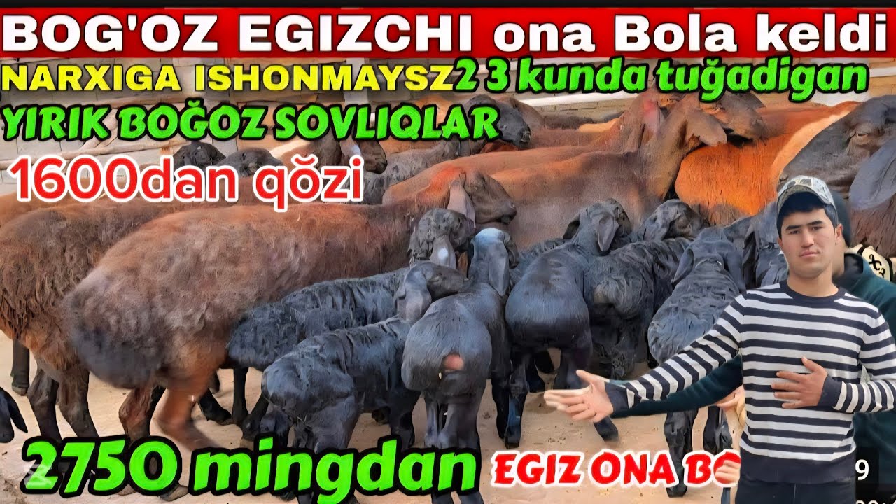 1600DAN QŎZI NAQ BŎĞOZ INSOFLI BOLAGA ZŎRLAR KELDI EKAZAKCHI ONA BOL 500ARZIN