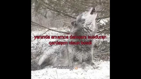 Thumbnail of Dostlar saqolsun