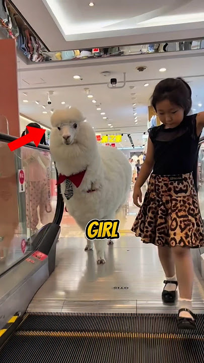 This Japanese Girl Has her own Lamb! 😱 #shorts