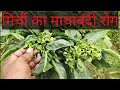 मिर्च में पर्ण कुंचन/ कुकड़ा/ मथाबंदी रोग (chilli Leaf curl virus)