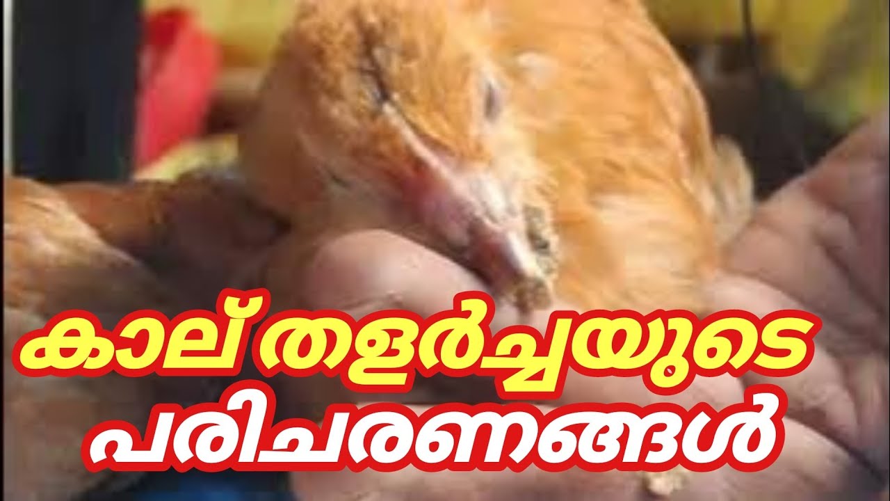 കോഴിയുടെ കാല് തളർച്ചയുടെ ചികിത്സയും പരിചരണങ്ങളും : ന്യൂറോബയോൺ ഇഞ്ചക്ഷൻ ചെയ്യേണ്ട രീതി