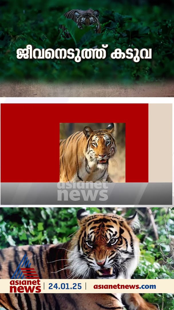 കേരളത്തിൽ കടുവ കൊന്നവരുടെ കണക്കുകൾ