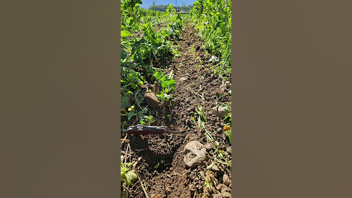 striptill et semis de maïs 2024 maïs 🌽 🌽 🌽