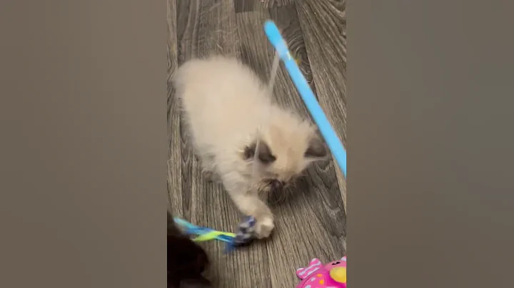Video 11227561: persian himalayan kittens, himalayan persian cat