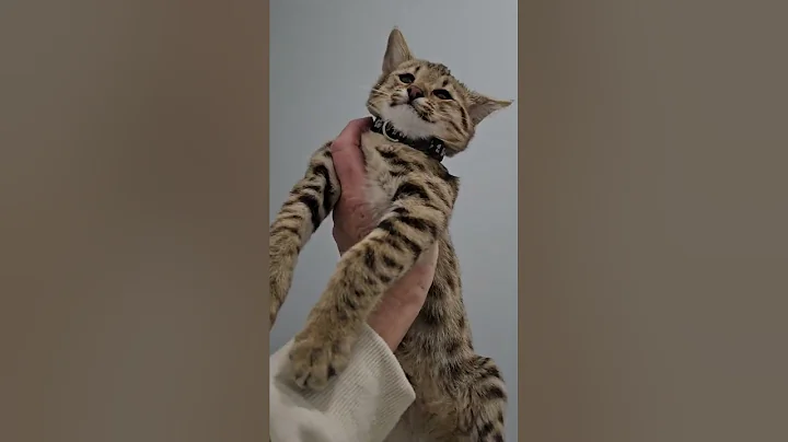 Video 6991861: f2 savannah kitten
