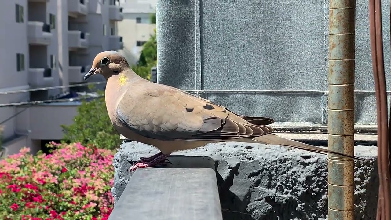 Mourning Dove | Zenaida macroura