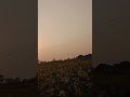 Sarso ka full 🌝 #minivlog #dailyminivlog #shorts