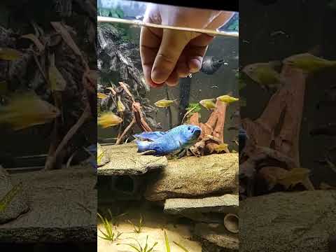 HAND Feeding ELECTRIC Blue Jack Dempsey # 3 😎 Rocio octofasciata