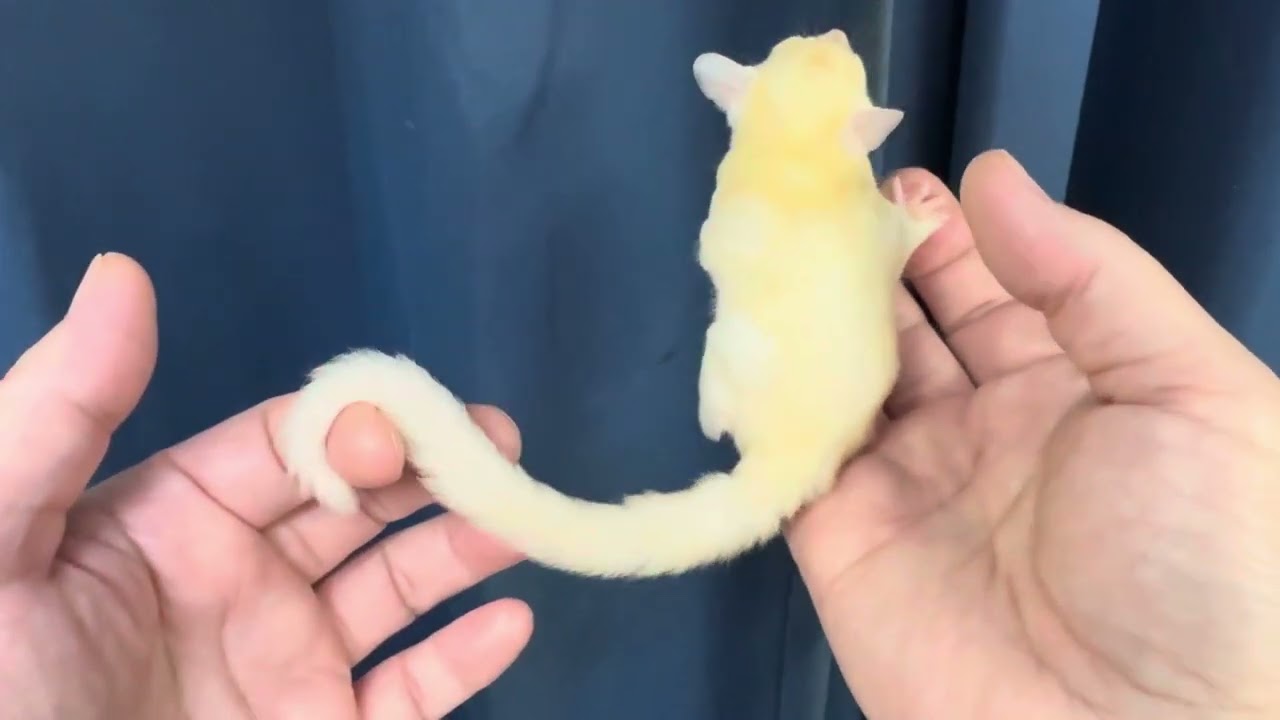 2025.5.15脱嚢フクロモモンガモシスティック男の子