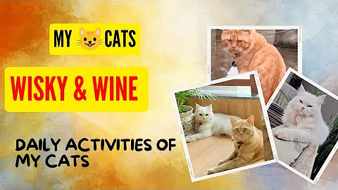 Watch the video about Cat videos//cute cat videos// funny cat videos//persian cat videos//ginger cats videos//kitty//meow