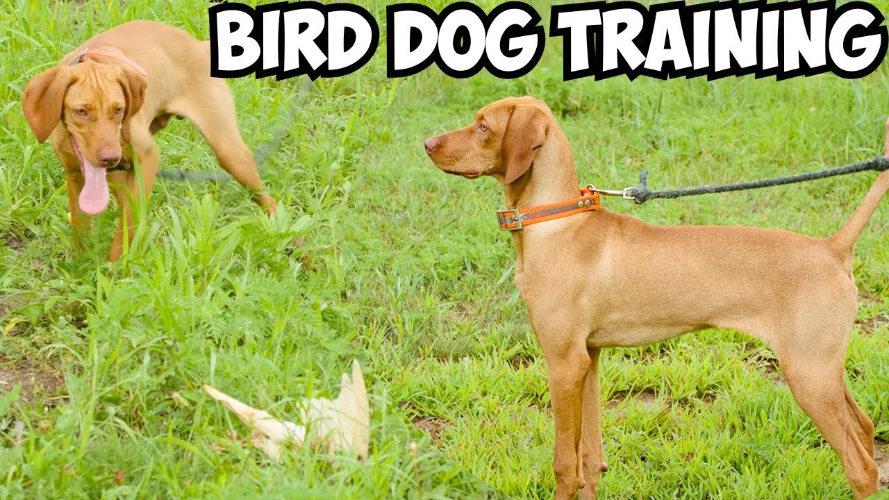 Training my Dog to be a Bird Hunting Machine!!!