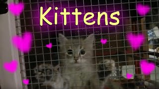 Short Kitten Clip || Kittens Meowing and Climbing 😻🧶  || Pet Friendly by Pet Friendly 17 views 1 year ago 46 seconds