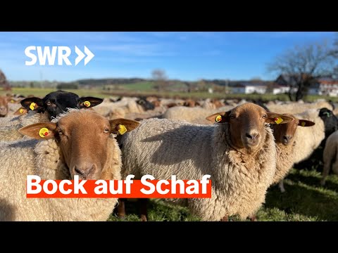 Wolle, Käse, Fleisch: Alles rund ums Schaf | Treffpunkt