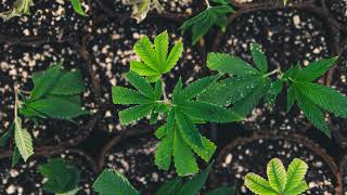 Lune Rise Farms Live Stream