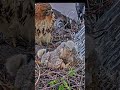 #hawk #wildlife #nest #birds #hunting #animals #nature #eagle #birdofprey