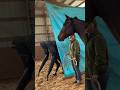 Are Horses Scared Of Monsters? #goodtoknow #vet #medicine #funfacts #lifehacks #educational #hacks