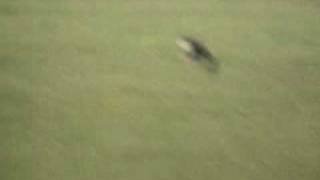 eagle eating cat