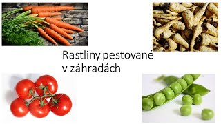 Rastliny pestované v záhradách