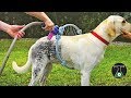 ✅ 🔟 INSANE Pet Toys & Gadgets जो बिलकुल  ज़बरदस्त हैं