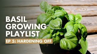 (Ep 5/8) How to Harden Off Basil for the Garden - Basil Growing Guide